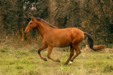 Genç bir körfez kahverengi Lusitano aygırı sonbahar çayırlarında mutlu bir şekilde koşuyor.