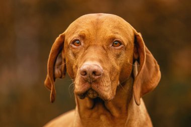 Bir Macar Vizsla köpeği sonbaharda açık havada çayırda.