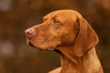 Bir Macar Vizsla köpeği sonbaharda açık havada çayırda.