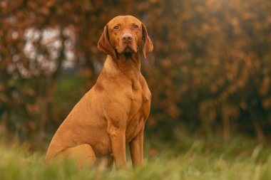 Bir Macar Vizsla köpeği sonbaharda açık havada çayırda.