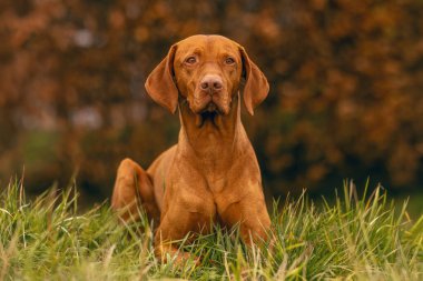 Bir Macar Vizsla köpeği sonbaharda açık havada çayırda.