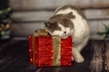 A cute cat interacting with a christmas gift in a cozy studio setting clipart