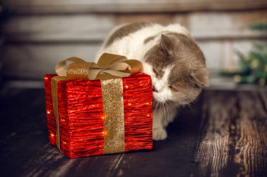 Şirin bir kedi, samimi bir stüdyo ortamında Noel hediyesiyle etkileşime geçiyor.