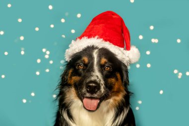 Şenlikli bir Noel stüdyosunda mini bir Avustralyalı köpek.