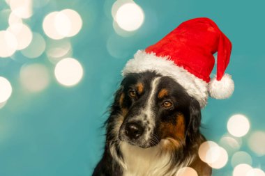 Şenlikli bir Noel stüdyosunda mini bir Avustralyalı köpek.