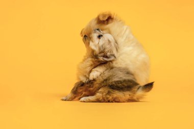 İki küçük chihuahua melezi köpek yavrusu sarı bir stüdyonun önünde birlikte oynuyorlar.