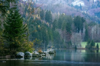 Salzkammergut, Avusturalya dağlarında bir kayanın üzerinde kurt köpeği olan bir gölün manzarası.