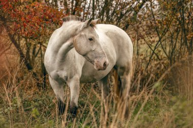 Dışarıdaki bir Appaloosa kısrağının sonbahar portresi