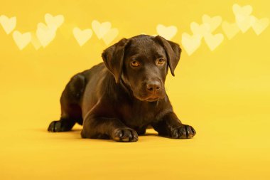 A cute female labrador puppy dog in front of yellow studio background clipart