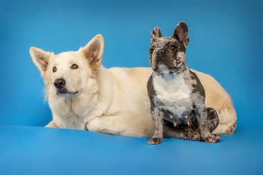 Renkli mavi stüdyonun önünde beyaz çoban köpeği ve bir Fransız bulldog portresi.