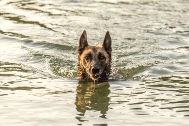 Belçikalı bir Malinois köpeği açık havuzda yüzer.