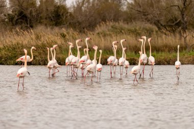 Fransa, Camargue 'nin kırsal kesiminde flamingolar, ilkbahar başlarında açık havada, Phoenicopterus Roseus