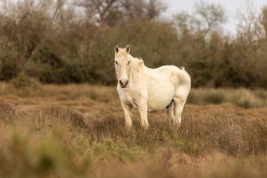 Kamp atları Camargue, Fransa 'nın kırsalında, ilkbaharın başlarında