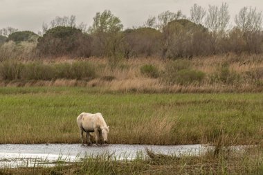 Kamp atları Camargue, Fransa 'nın kırsalında, ilkbaharın başlarında