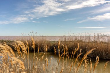 Bahar başında Fransa 'da kampın bataklık manzarasının farklı yönleri.