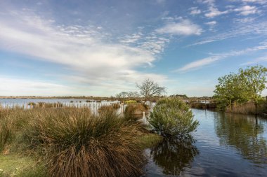 Bahar başında Fransa 'da kampın bataklık manzarasının farklı yönleri.
