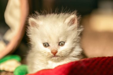 Evde oynayan melez bir kedi yavrusunu karıştıran sevimli bir bez bebek. Dört haftalık kedi portresi.
