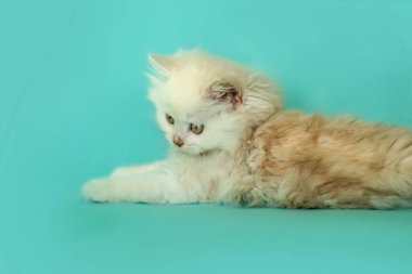 Mavi stüdyo önünde sevimli bir kızıl oyuncak bebek, melez bir kedi oynuyor.