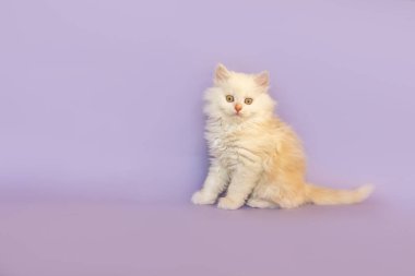 Mor stüdyo arkaplanının önünde sevimli bir kızıl oyuncak bebek.