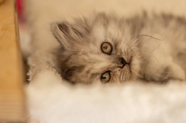 Tatlı bir bez bebek, melez kedi evde bir tırmalama direğinde donuyor.