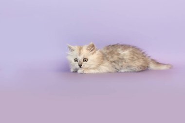 Mor stüdyo arkaplanının önünde tatlı bir tekir bebek melez kedi yavrusu.