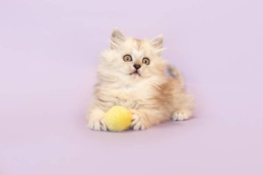 Mor stüdyo arkaplanının önünde tatlı bir tekir bebek melez kedi yavrusu.