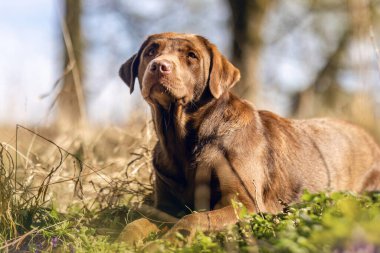 Baharda bir ormanda dişi labrador av köpeği portresi.