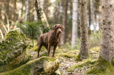 Baharda bir ormanda dişi labrador av köpeği portresi.