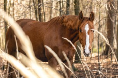 Açık havada kestane rengi bir Trakehner at kısrağı portresi