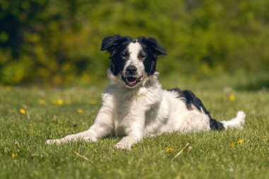 Baharda bahçedeki melez bir köpeğin portresi.