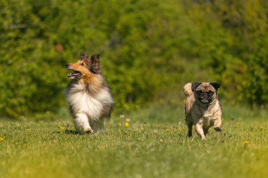 Şirin köpekler baharda bahçede eğleniyorlar.