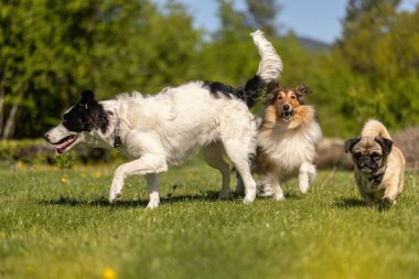 Şirin köpekler baharda bahçede eğleniyorlar.
