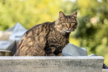 Doğal ışıkta tekir kedi yaz aylarında rahatlar.