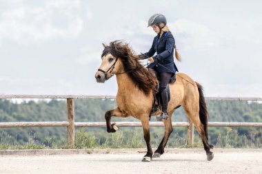 Binicilik turnuvası sırasında İzlanda atı yürüyüş yapıyor