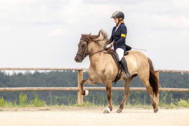 Binicilik turnuvası sırasında İzlanda atı yürüyüş yapıyor