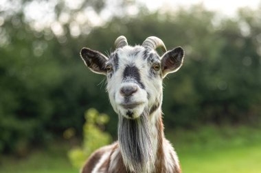 Neşeli pigme keçi otlatma ve dışarıyı keşfetme