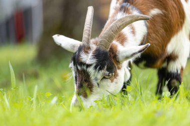 Neşeli pigme keçi otlatma ve dışarıyı keşfetme