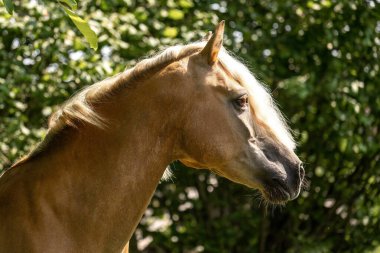 Yazın doğal yemyeşil yaprakların önündeki haflinger at kısrağının baş portresi.