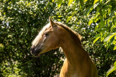 Yazın doğal yemyeşil yaprakların önündeki haflinger at kısrağının baş portresi.