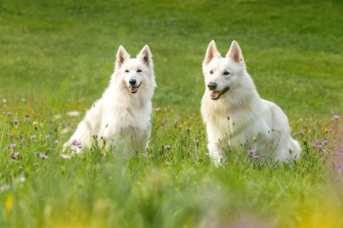 Beyaz İsviçreli çobanlar yemyeşil çimlerde sıcak güneşin tadını çıkarıyorlar.