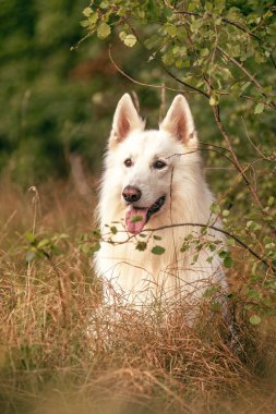 Beyaz İsviçre Çobanı orman kenarındaki doğal çimlerde dinleniyor.