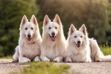 Bir ülke yolunda yan yana yatan üç beyaz İsviçreli çoban.