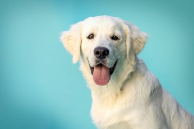 Stüdyoda neşeli ifadelerle poz veren bir Golden Retriever köpeği