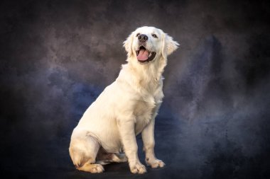 Stüdyoda neşeli ifadelerle poz veren bir Golden Retriever köpeği