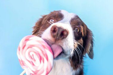 Komik sınır çoban köpeği mavi arka planda renkli lolipop yalıyor