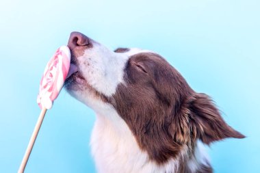 Komik sınır çoban köpeği mavi arka planda renkli lolipop yalıyor