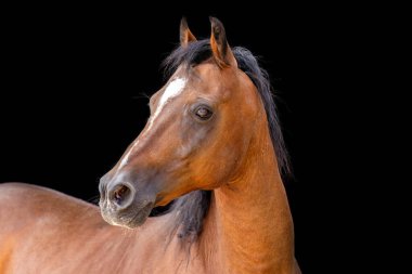 Siyah arka planda zarif bir at portresi.