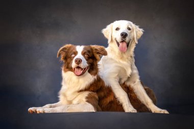 Border Collie ve Golden Retriever birlikte stüdyo resminde