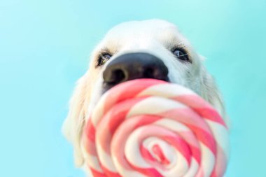 Mavi arka planda renkli lolipopu olan Golden Retriever köpeği