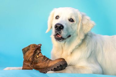 Deri çizmeli Golden Retriever parlak mavi stüdyo arka planına karşı
